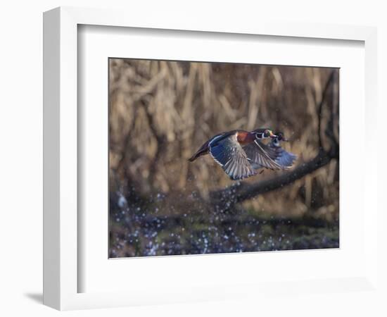 USA, Washington State. Adult male Wood Ducks (Aix Sponsa) taking flight over a marsh.-Gary Luhm-Framed Photographic Print