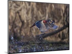 USA, Washington State. Adult male Wood Ducks (Aix Sponsa) taking flight over a marsh.-Gary Luhm-Mounted Photographic Print