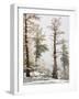 USA, Washington State. Alpine Lakes Wilderness, Enchantment Lakes, Larch and Fir trees-Jamie & Judy Wild-Framed Photographic Print