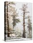 USA, Washington State. Alpine Lakes Wilderness, Enchantment Lakes, Larch and Fir trees-Jamie & Judy Wild-Stretched Canvas