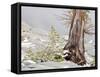 USA, Washington State. Alpine Lakes Wilderness, Enchantment Lakes, Larch trunk and fir tree-Jamie & Judy Wild-Framed Stretched Canvas