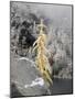 USA, Washington State. Alpine Lakes Wilderness, Enchantment Lakes, Snow covered Larch tree and rock-Jamie & Judy Wild-Mounted Photographic Print