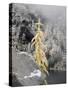 USA, Washington State. Alpine Lakes Wilderness, Enchantment Lakes, Snow covered Larch tree and rock-Jamie & Judy Wild-Stretched Canvas