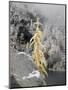 USA, Washington State. Alpine Lakes Wilderness, Enchantment Lakes, Snow covered Larch tree and rock-Jamie & Judy Wild-Mounted Photographic Print