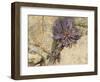 USA, Washington State. Alpine Lakes Wilderness, Stuart Range, Alpine Spring Beauty-Jamie & Judy Wild-Framed Photographic Print