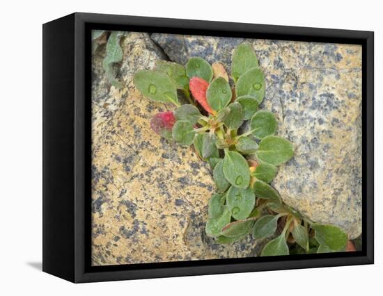 USA, Washington State. Alpine Lakes Wilderness, Stuart Range, Wild Buckwheat-Jamie & Judy Wild-Framed Stretched Canvas