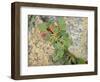 USA, Washington State. Alpine Lakes Wilderness, Stuart Range, Wild Buckwheat-Jamie & Judy Wild-Framed Photographic Print