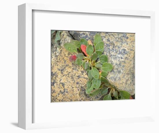 USA, Washington State. Alpine Lakes Wilderness, Stuart Range, Wild Buckwheat-Jamie & Judy Wild-Framed Photographic Print