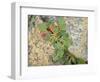 USA, Washington State. Alpine Lakes Wilderness, Stuart Range, Wild Buckwheat-Jamie & Judy Wild-Framed Photographic Print