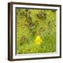 USA, Washington State. Alpine Lakes Wilderness, Stuart Range, Yellow Monkeyflower-Jamie & Judy Wild-Framed Photographic Print