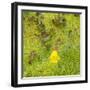 USA, Washington State. Alpine Lakes Wilderness, Stuart Range, Yellow Monkeyflower-Jamie & Judy Wild-Framed Photographic Print