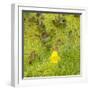 USA, Washington State. Alpine Lakes Wilderness, Stuart Range, Yellow Monkeyflower-Jamie & Judy Wild-Framed Photographic Print