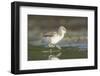 USA, Washington State. American Avocet chick forages along a lakeshore-Gary Luhm-Framed Photographic Print