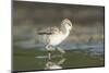 USA, Washington State. American Avocet chick forages along a lakeshore-Gary Luhm-Mounted Photographic Print