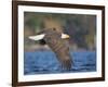 USA, Washington State. An adult Bald Eagle flies low over water on Lake Washington-Gary Luhm-Framed Photographic Print