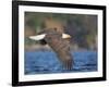 USA, Washington State. An adult Bald Eagle flies low over water on Lake Washington-Gary Luhm-Framed Photographic Print