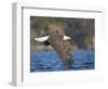 USA, Washington State. An adult Bald Eagle flies low over water on Lake Washington-Gary Luhm-Framed Photographic Print