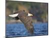 USA, Washington State. An adult Bald Eagle flies low over water on Lake Washington-Gary Luhm-Mounted Photographic Print