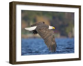 USA, Washington State. An adult Bald Eagle flies low over water on Lake Washington-Gary Luhm-Framed Photographic Print