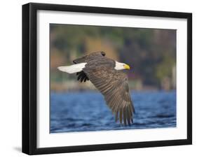 USA, Washington State. An adult Bald Eagle flies low over water on Lake Washington-Gary Luhm-Framed Photographic Print