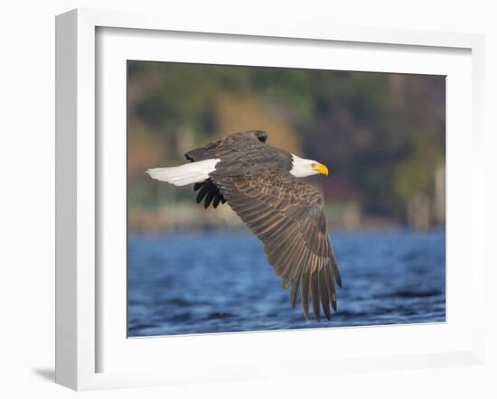 USA, Washington State. An adult Bald Eagle flies low over water on Lake Washington-Gary Luhm-Framed Photographic Print