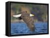 USA, Washington State. An adult Bald Eagle flies low over water on Lake Washington-Gary Luhm-Framed Stretched Canvas