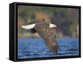 USA, Washington State. An adult Bald Eagle flies low over water on Lake Washington-Gary Luhm-Framed Stretched Canvas