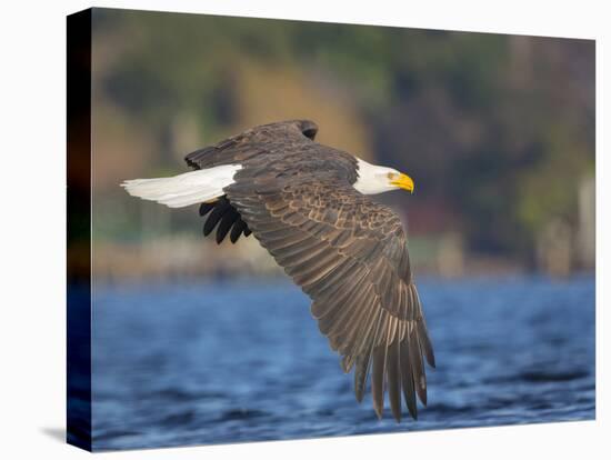 USA, Washington State. An adult Bald Eagle flies low over water on Lake Washington-Gary Luhm-Stretched Canvas