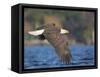 USA, Washington State. An adult Bald Eagle flies low over water on Lake Washington-Gary Luhm-Framed Stretched Canvas