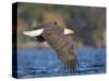 USA, Washington State. An adult Bald Eagle flies low over water on Lake Washington-Gary Luhm-Stretched Canvas