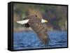 USA, Washington State. An adult Bald Eagle flies low over water on Lake Washington-Gary Luhm-Framed Stretched Canvas