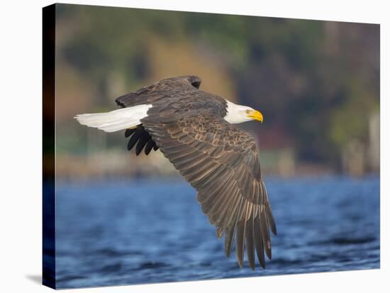 USA, Washington State. An adult Bald Eagle flies low over water on Lake Washington-Gary Luhm-Stretched Canvas