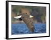 USA, Washington State. An adult Bald Eagle flies low over water on Lake Washington-Gary Luhm-Framed Photographic Print