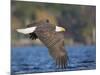 USA, Washington State. An adult Bald Eagle flies low over water on Lake Washington-Gary Luhm-Mounted Photographic Print