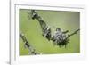 USA. Washington State. Anna's Hummingbird broods her young chicks in a cup nest.-Gary Luhm-Framed Photographic Print