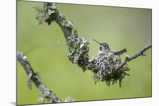 USA. Washington State. Anna's Hummingbird broods her young chicks in a cup nest.-Gary Luhm-Mounted Photographic Print