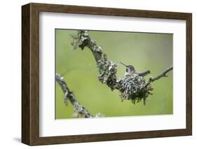 USA. Washington State. Anna's Hummingbird broods her young chicks in a cup nest.-Gary Luhm-Framed Photographic Print