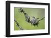 USA. Washington State. Anna's Hummingbird broods her young chicks in a cup nest.-Gary Luhm-Framed Photographic Print