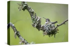 USA. Washington State. Anna's Hummingbird broods her young chicks in a cup nest.-Gary Luhm-Stretched Canvas