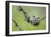 USA. Washington State. Anna's Hummingbird broods her young chicks in a cup nest.-Gary Luhm-Framed Photographic Print