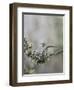 USA. Washington State. Anna's Hummingbird lands at cup nest with chicks.-Gary Luhm-Framed Photographic Print