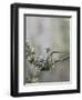 USA. Washington State. Anna's Hummingbird lands at cup nest with chicks.-Gary Luhm-Framed Photographic Print