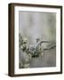 USA. Washington State. Anna's Hummingbird lands at cup nest with chicks.-Gary Luhm-Framed Photographic Print