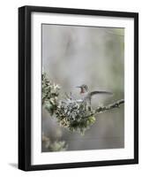 USA. Washington State. Anna's Hummingbird lands at cup nest with chicks.-Gary Luhm-Framed Photographic Print