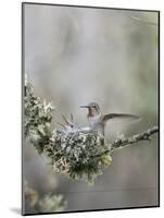USA. Washington State. Anna's Hummingbird lands at cup nest with chicks.-Gary Luhm-Mounted Photographic Print