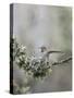 USA. Washington State. Anna's Hummingbird lands at cup nest with chicks.-Gary Luhm-Stretched Canvas