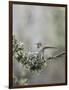 USA. Washington State. Anna's Hummingbird lands at cup nest with chicks.-Gary Luhm-Framed Photographic Print