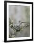 USA. Washington State. Anna's Hummingbird lands at cup nest with chicks.-Gary Luhm-Framed Photographic Print