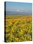 USA, Washington State. Arrowleaf balsamroot and lupine with Mount Hood in background-Terry Eggers-Stretched Canvas
