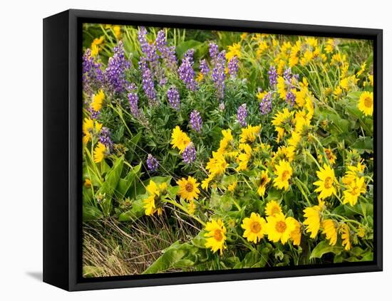 USA, Washington State. Arrowleaf balsamroot and lupine-Terry Eggers-Framed Stretched Canvas